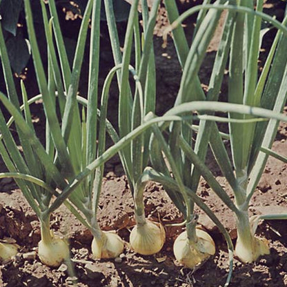 White Onion Heirloom Vegetable Seeds