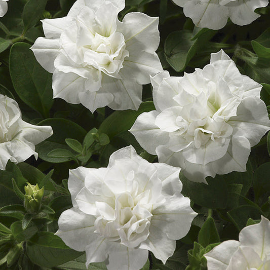 White Petunia Petals Flower Seeds