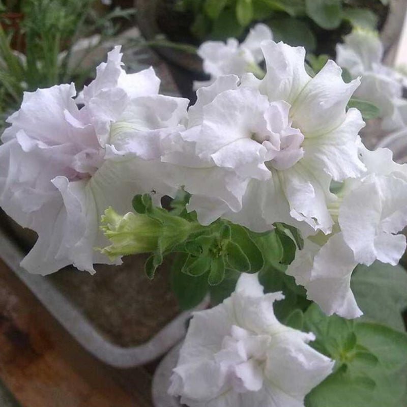 White Petunia Petals Flower Seeds