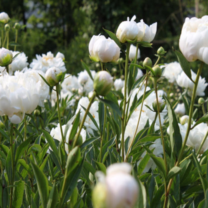 White Petunia Petals Flower Seeds