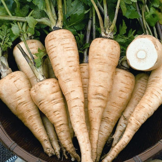 Parsnip Petrik Original Russian Heirloom Herb Seeds