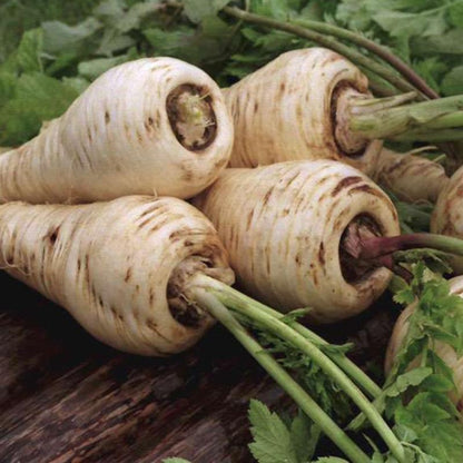 Parsnip Petrik Original Russian Heirloom Herb Seeds