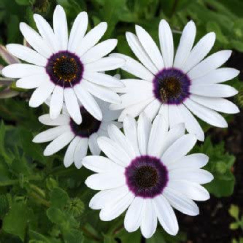 White Daisy Flower Seeds