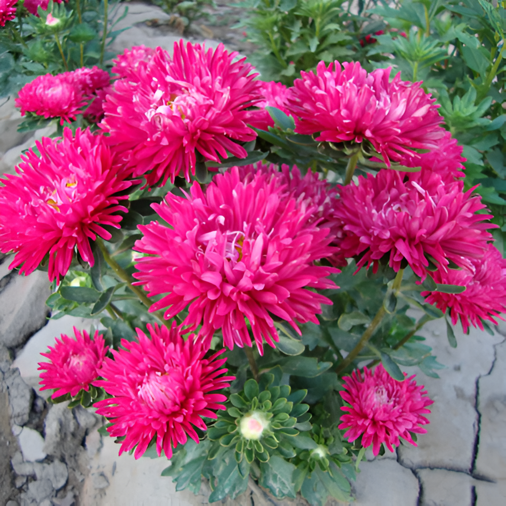 Aster Blooming Flower Seeds