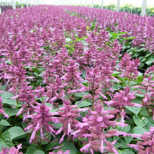 Flower Seeds Salvia Splendens Ornamental