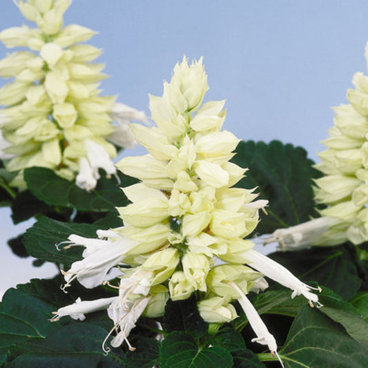 White Salvia Splendens Ornamental Flowers Seeds