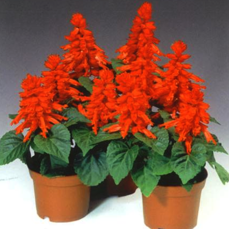 Scarlet Sage Short Red Salvia Flower Seeds