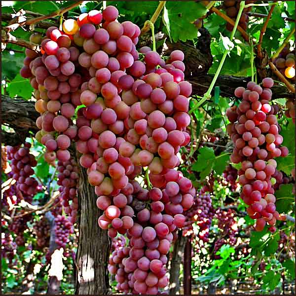 Organic Purple Grape Seeds