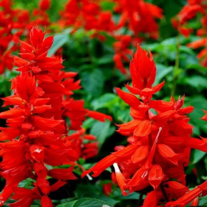 Scarlet Sage Short Red Salvia Flower Seeds