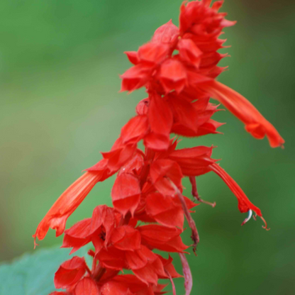 Scarlet Sage Short Red Salvia Flower Seeds