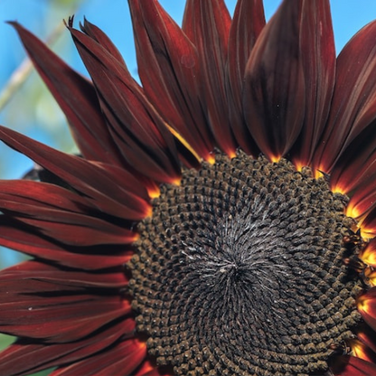 Chocolate Sunflower Seeds