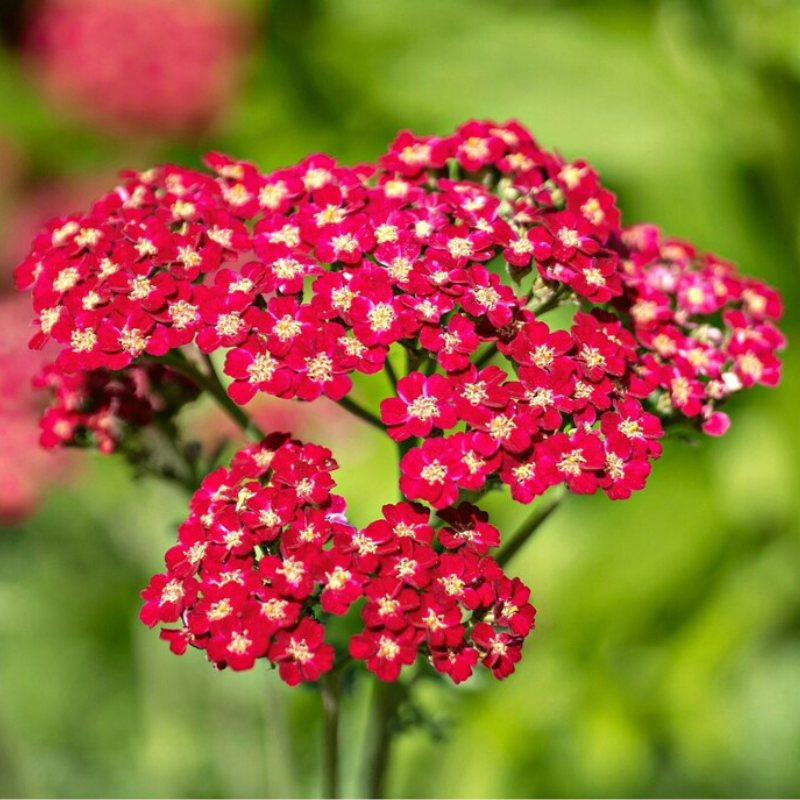 Red Yarrow Heirloom Seeds