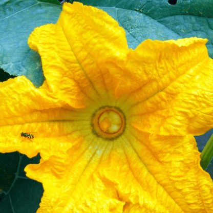 Burgess Buttercup Squash Seeds - Heirloom Sweet Stringless Non GMO