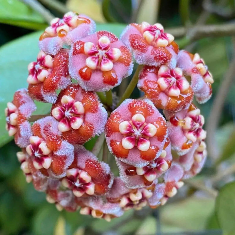 Clustered Star Bloom Hanging Plant