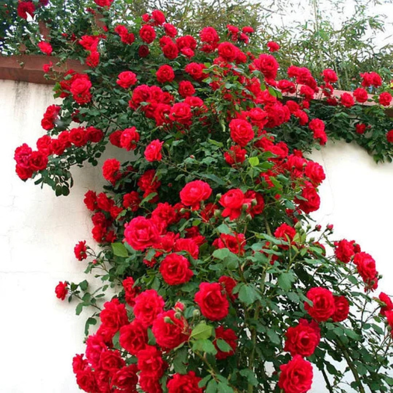 Decorative Climbing Rose Seeds