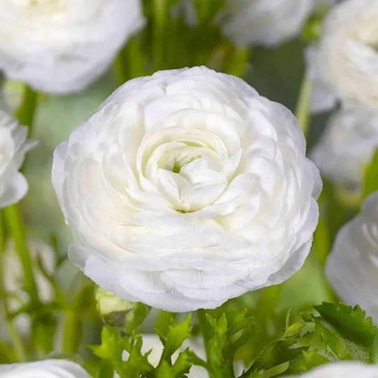 Ranunculus Flower Bulbs For Garden And Landscaping