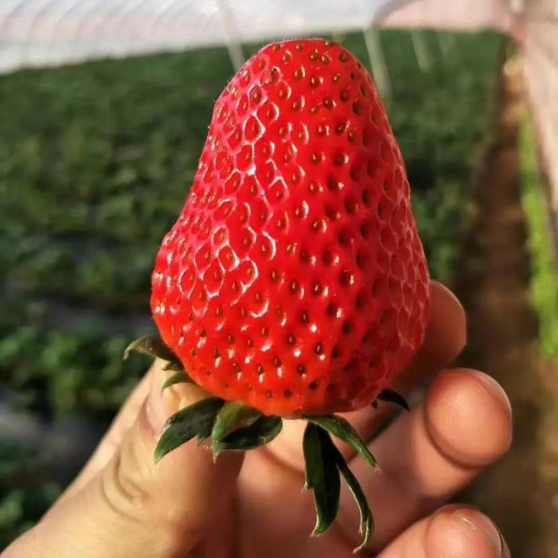 Botanical Strawberry Seeds For Garden