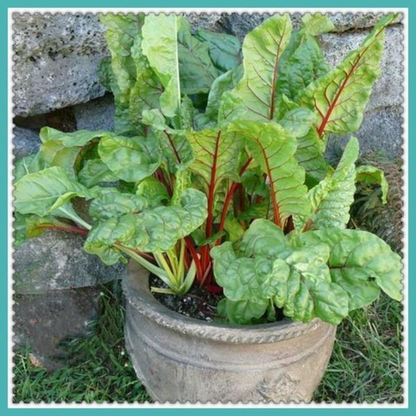 Chard Swiss Seeds