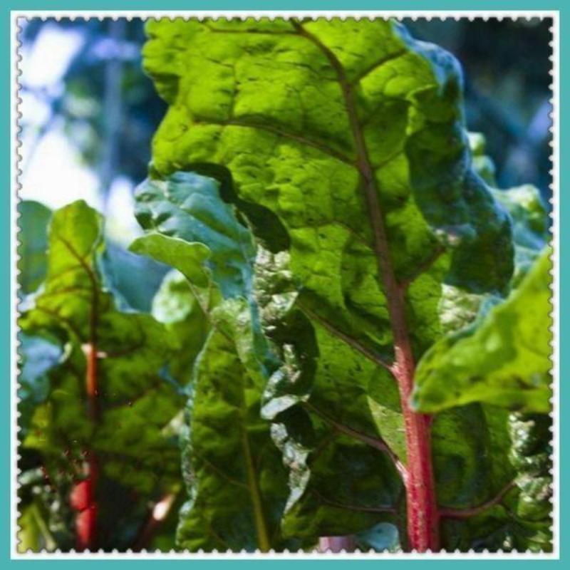 Chard Swiss Seeds