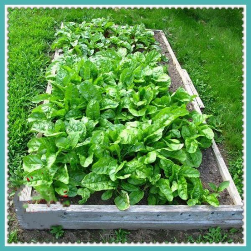 Chard Swiss Seeds