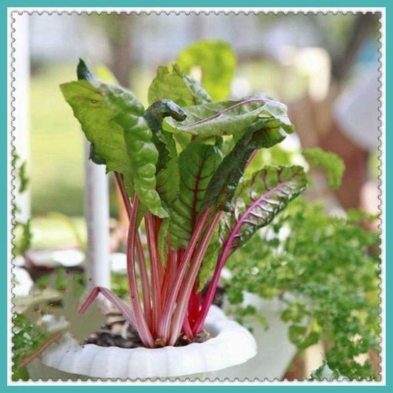 Chard Swiss Seeds