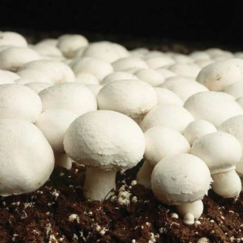 Button Mushroom Seeds