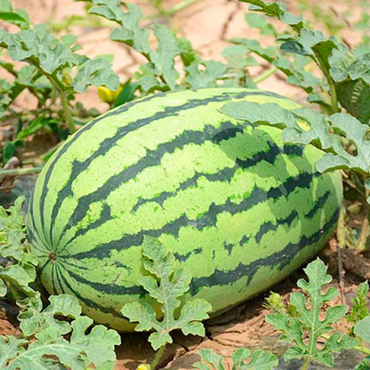 Striped Oval Watermelon Seeds