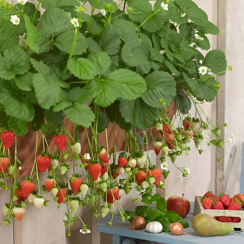 Botanical Strawberry Seeds For Garden