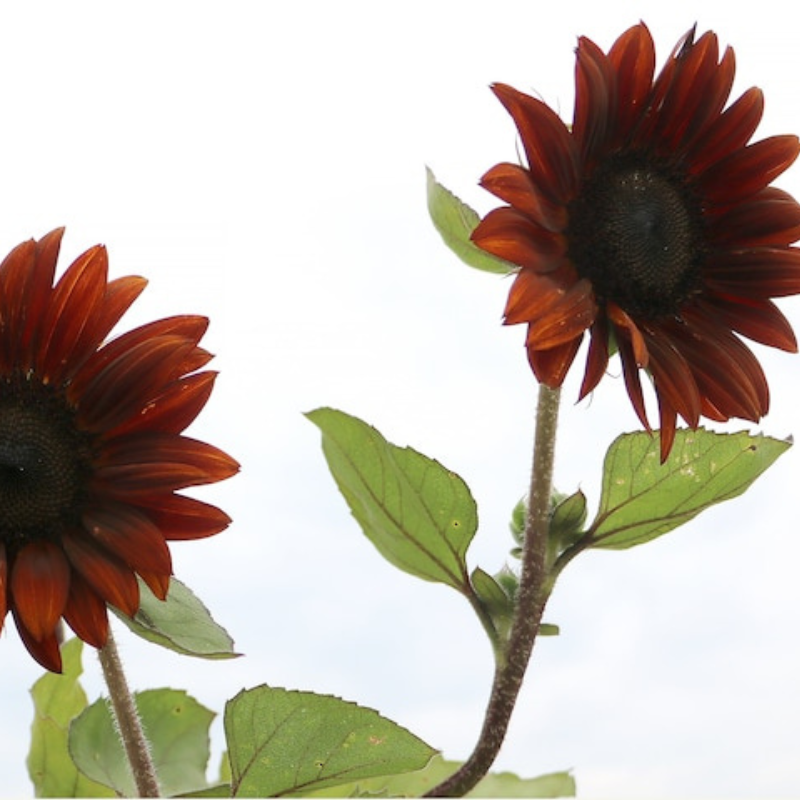 Chocolate Sunflower Seeds