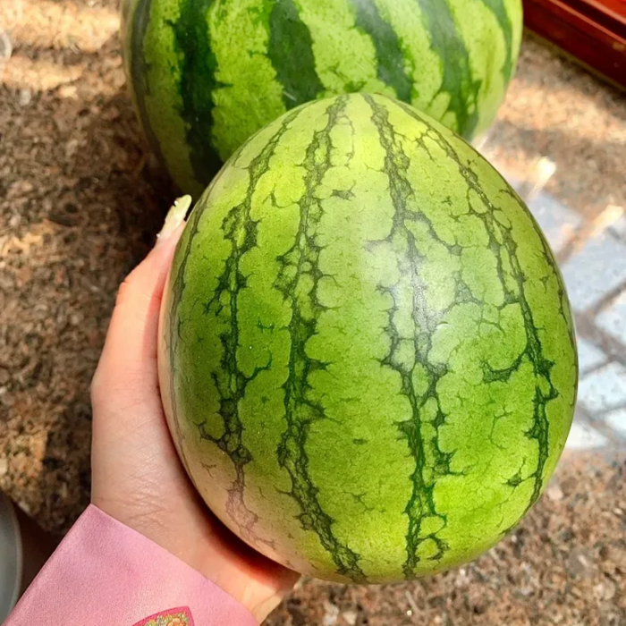 High Yield Watermelon Seeds Juicy Variety For Pots And Planters