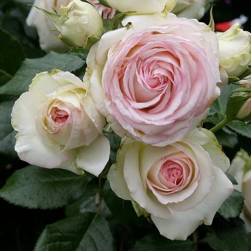 Decorative Climbing Rose Seeds