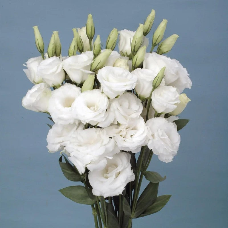 Lisianthus Flowers Seeds