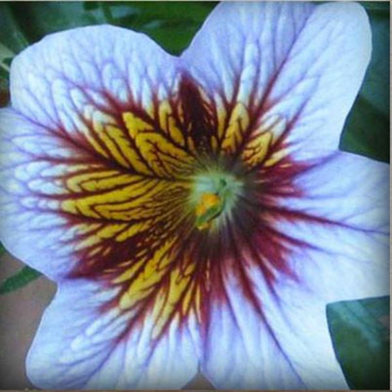 Chile Salpiglossis Seeds