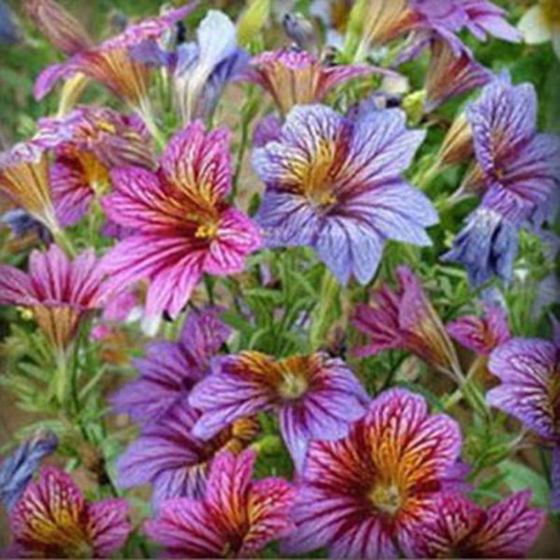 Chile Seeds Salpiglossis