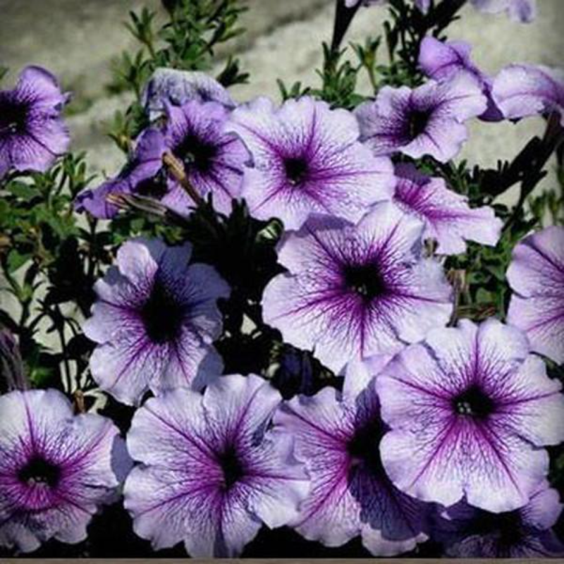 Salpiglossis Morning Glory Seeds