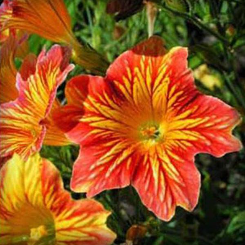 Morning Glory Salpiglossis Seeds