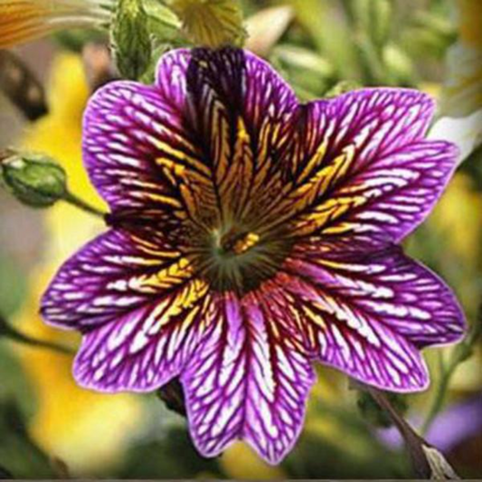 Morning Glory Seeds Salpiglossis