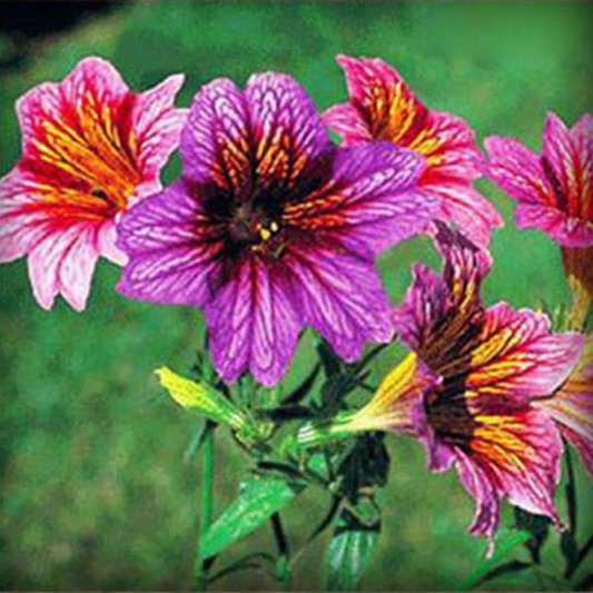 Salpiglossis Glory Seeds