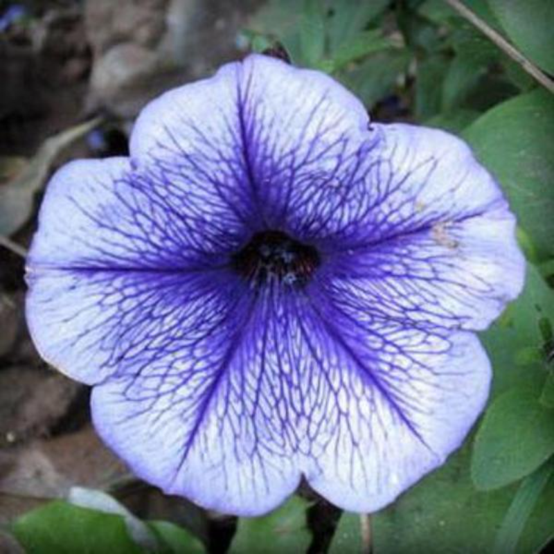 Glory Seeds Salpiglossis