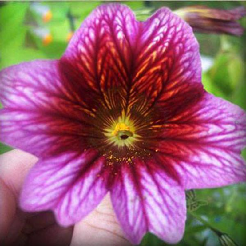 Chile Morning Glory Salpiglossis Seeds