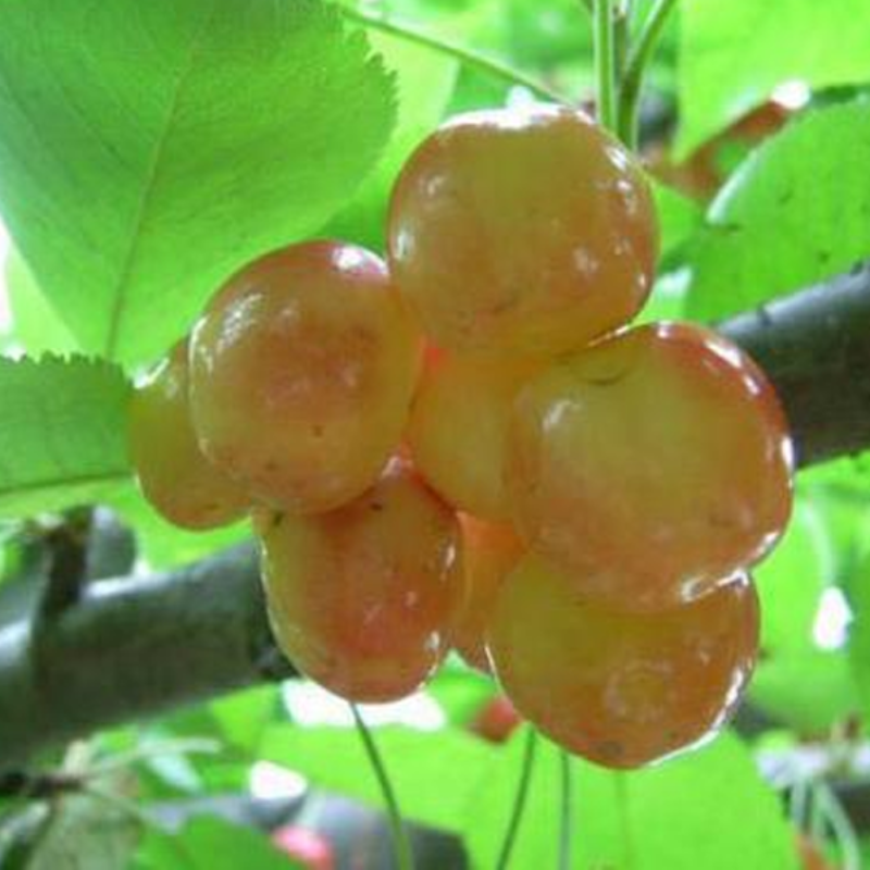 Sylvia Upright Cherry Seeds