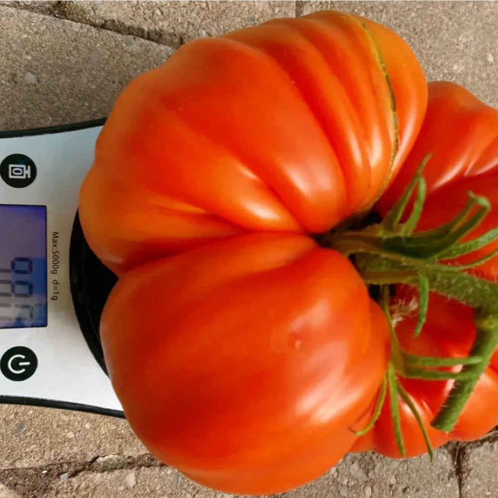 Giant Heirloom Tomato Seeds