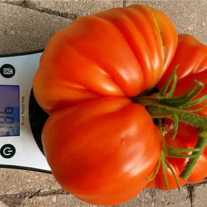 Giant Heirloom Tomato Seeds