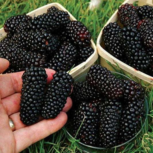 Stratified Raspberry Fruit Seeds