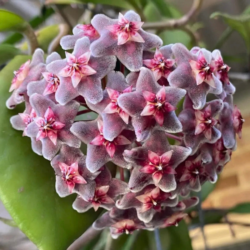 Clustered Star Bloom Hanging Plant