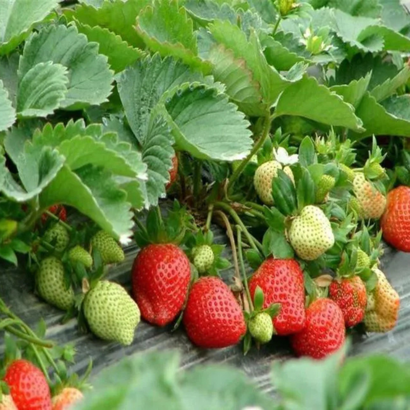 Botanical Strawberry Seeds For Garden