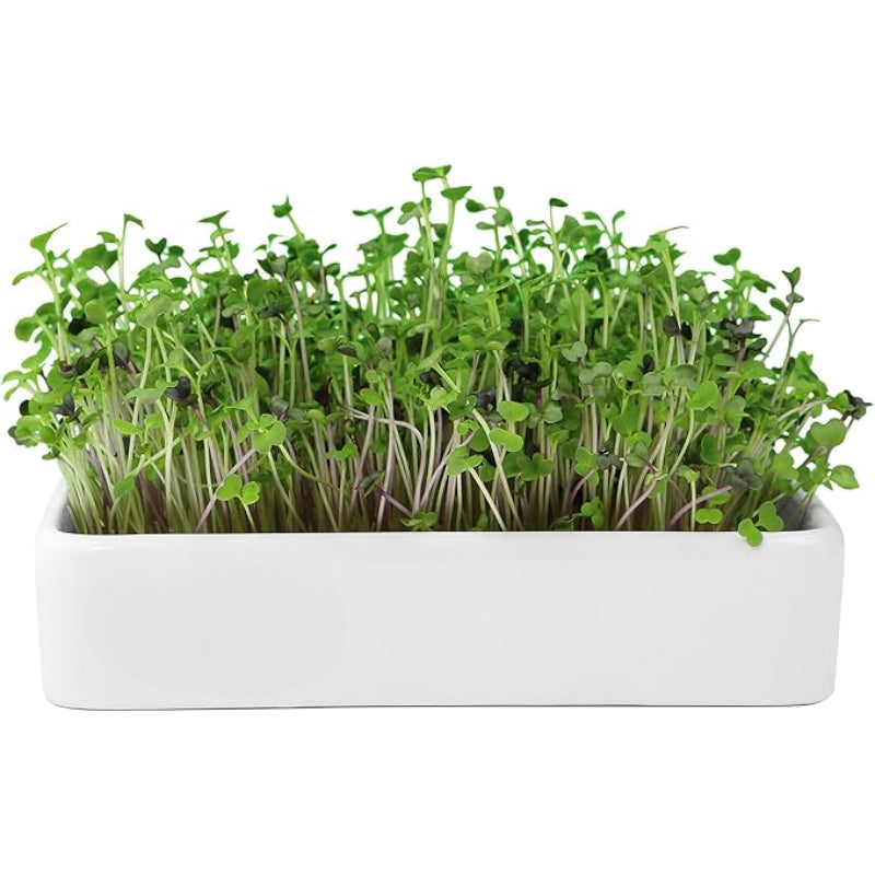 Kitchen Garden Complete Herb Kit