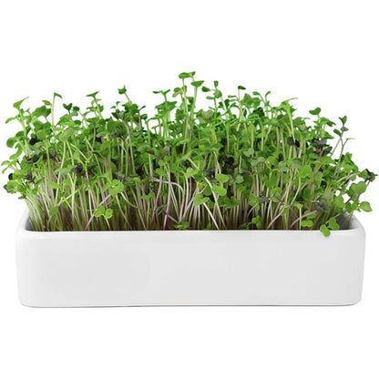 Kitchen Garden Complete Herb Kit