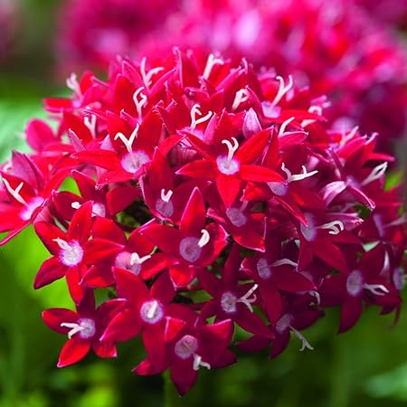 Multi Colored Pentas Bonsai Seeds