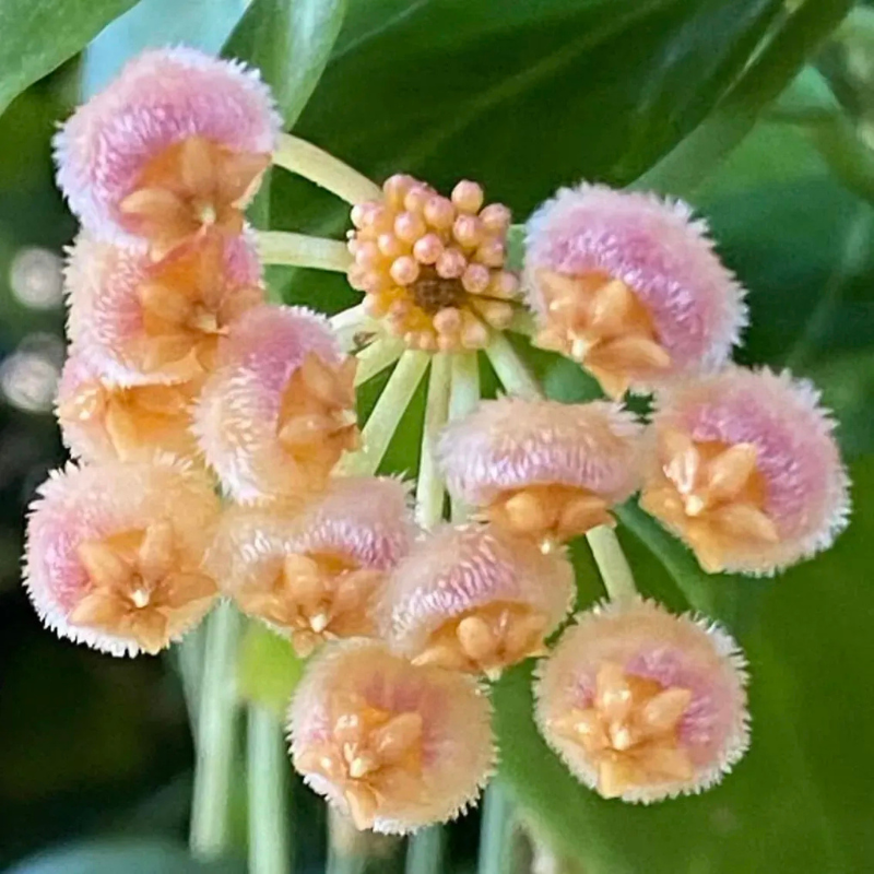 Clustered Star Bloom Hanging Plant